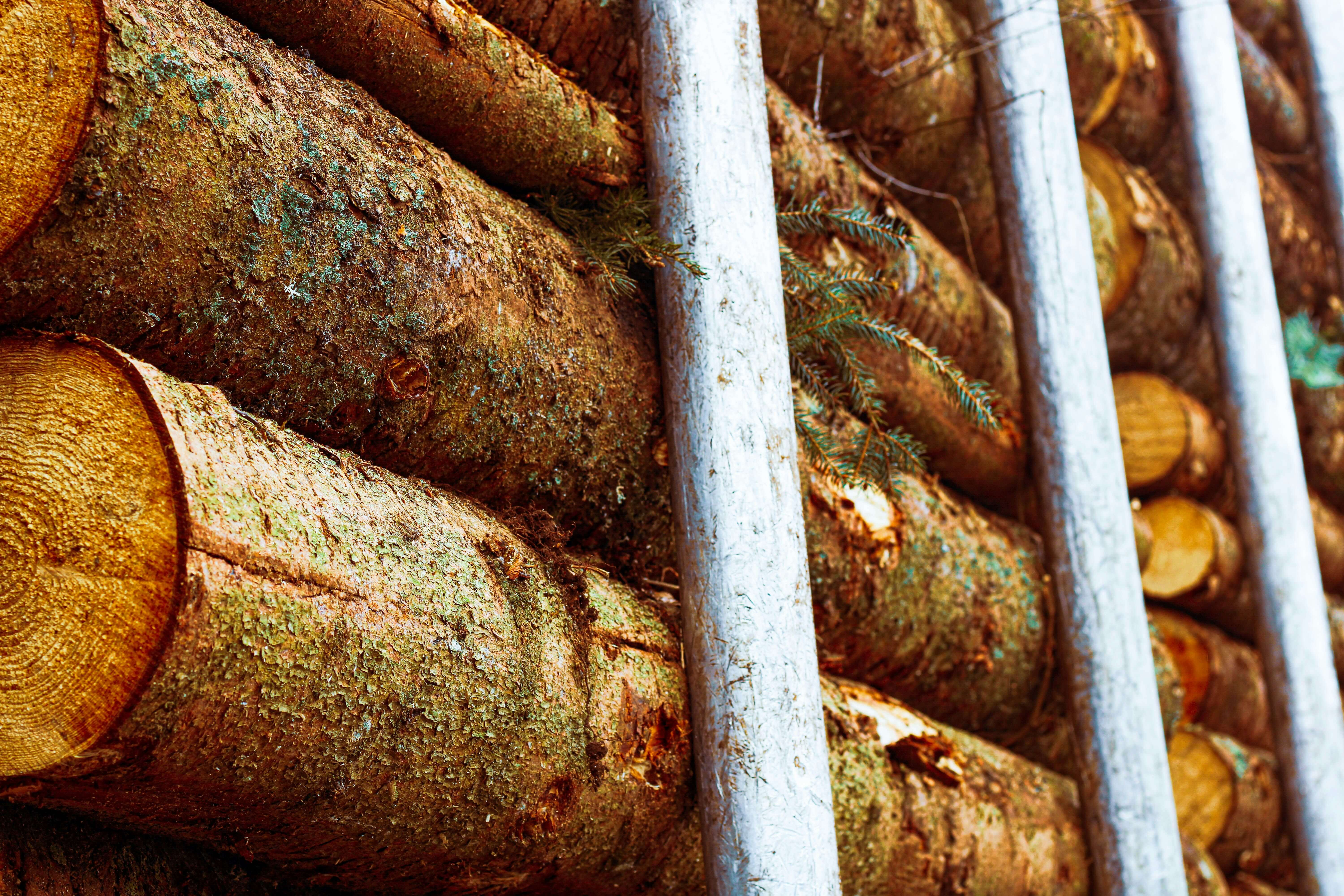 Wood-based products are critical for modern sustainable living